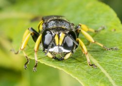 Gravehveps eGravehveps ectemnius ruficornis
